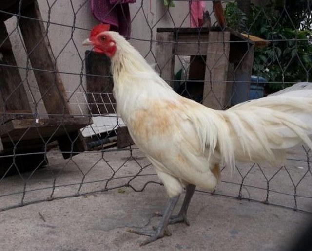 Dòng gà trắng chân xanh được đánh giá là đá hay nhất trong số các dòng gà nhạn hiện nay