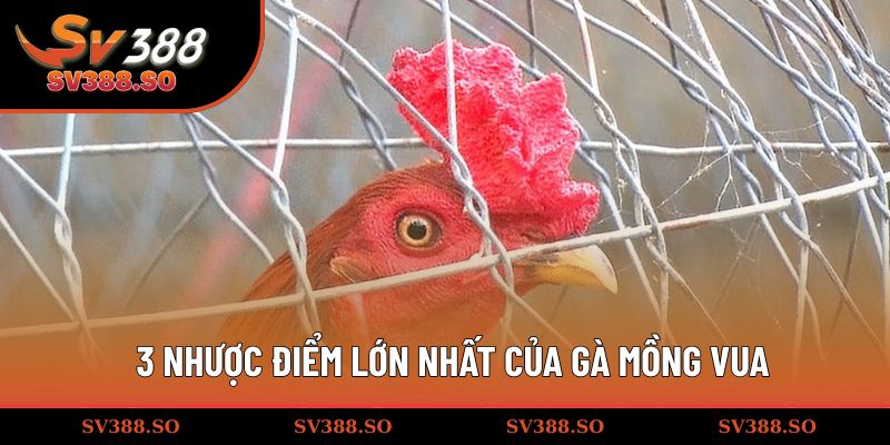 3 nhược điểm lớn nhất của gà mào vua