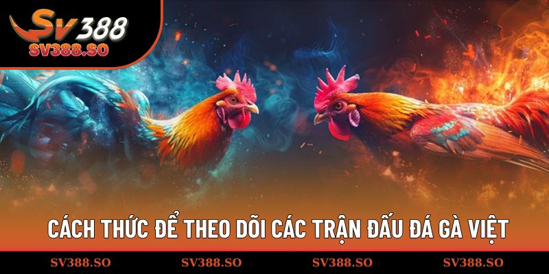 Cách thức để theo dõi các trận đấu đá gà Việt