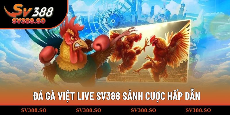 Đá gà Việt live SV388 sảnh cược hấp dẫn