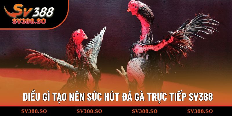 Điều gì tạo nên sức hút đá gà trực tiếp SV388