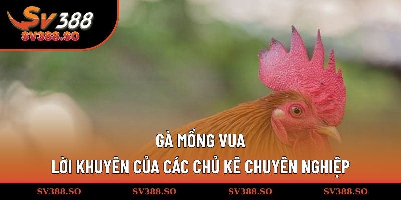 Gà mồng vua