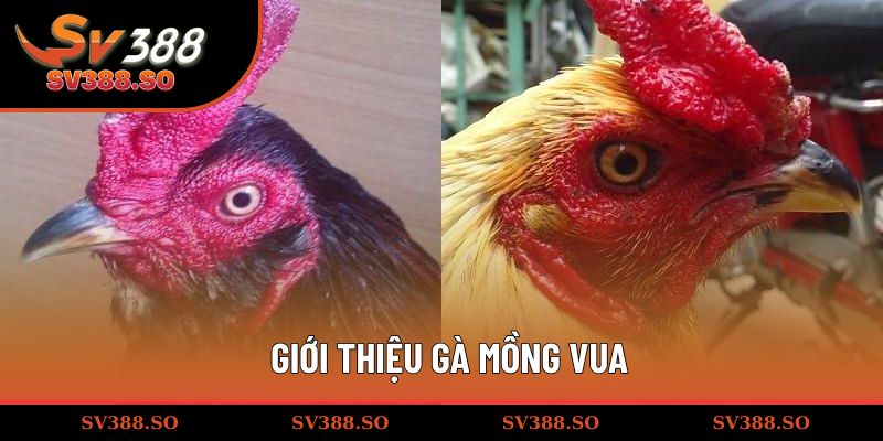 Giới thiệu gà mồng vua