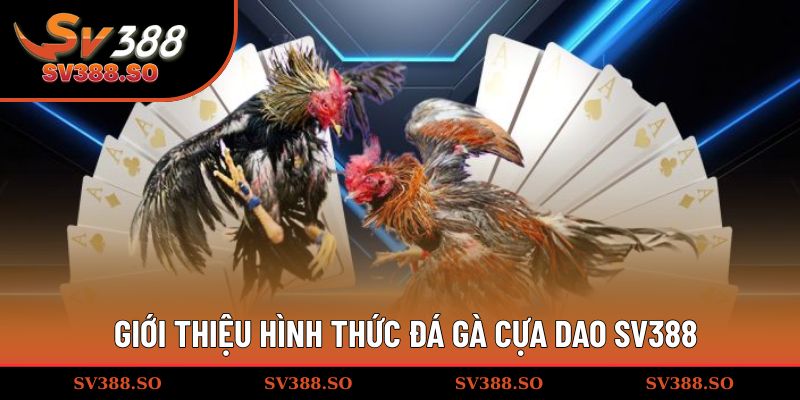 Giới thiệu hình thức đá gà cựa dao SV388
