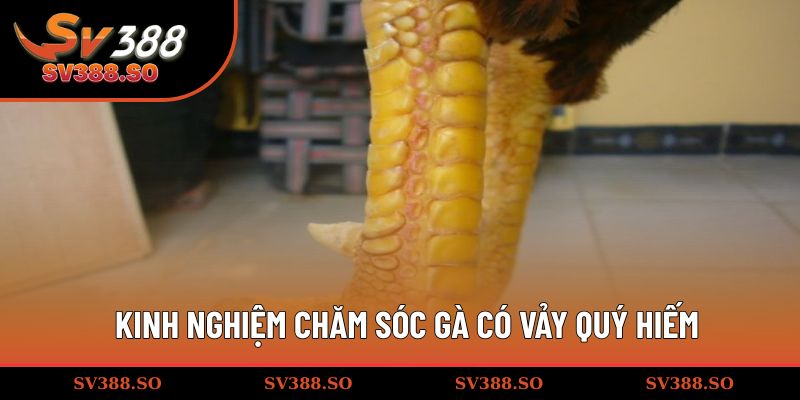 Kinh nghiệm chăm sóc gà có vảy quý hiếm