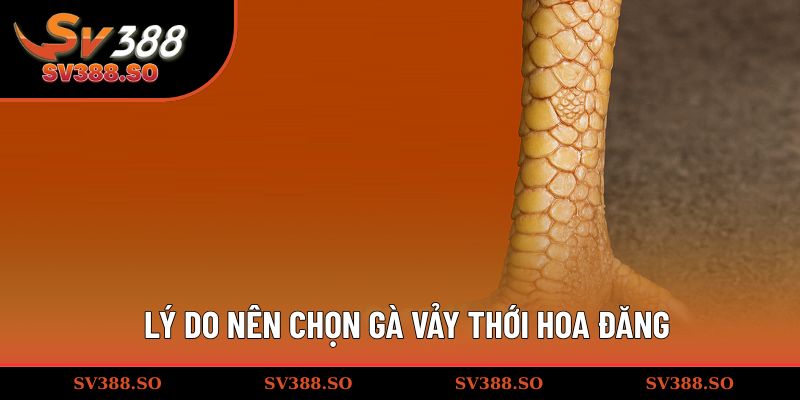 Lý do giống gà hoa đăng được săn đón
