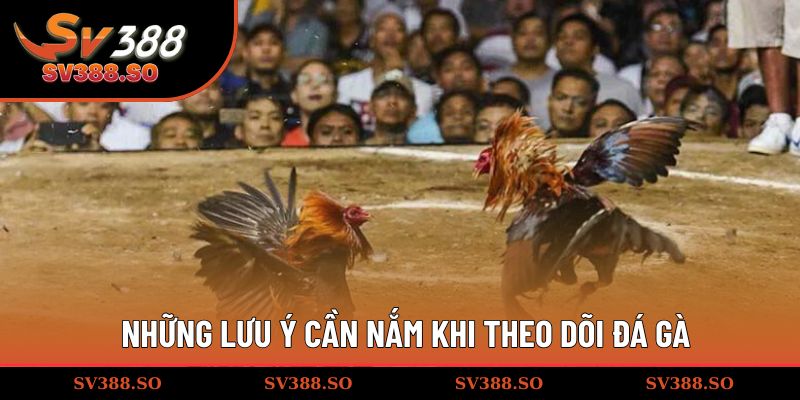 Những lưu ý cần nắm khi theo dõi đá gà