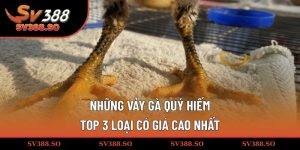 Những vảy gà quý hiếm