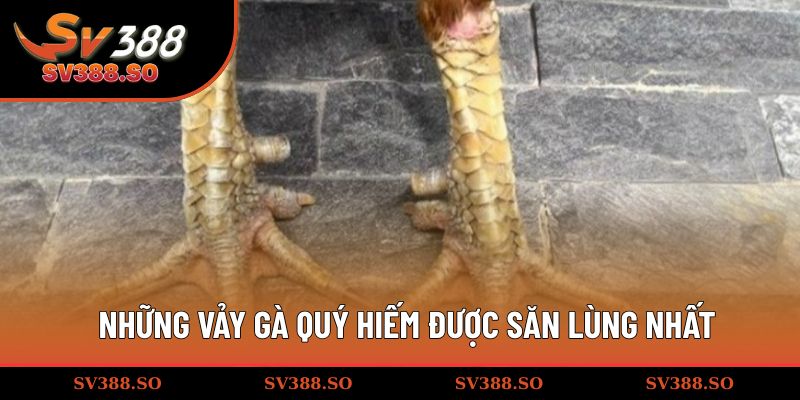 Giới thiệu những vảy gà quý hiếm được săn lùng nhất