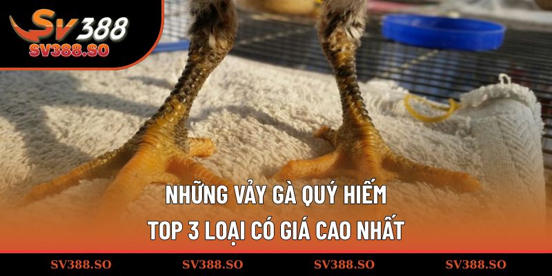 Những vảy gà quý hiếm