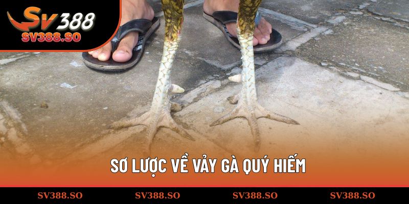 Sơ lược về vảy gà quý hiếm