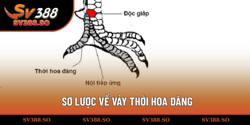 Sơ lược về vảy thới hoa đăng