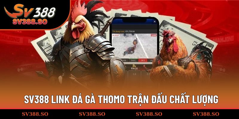 SV388 link đá gà Thomo trận đấu chất lượng