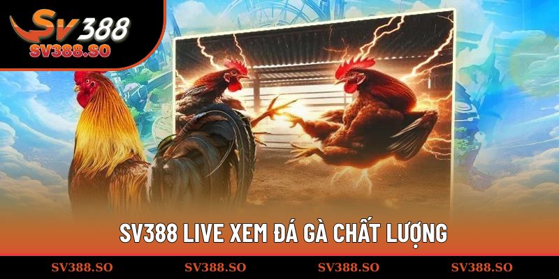 SV388 live xem đá gà chất lượng