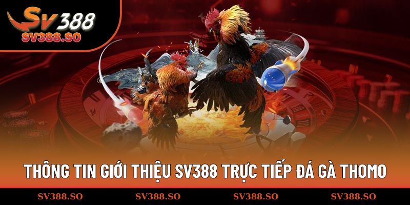 Thông tin giới thiệu SV388 trực tiếp đá gà Thomo