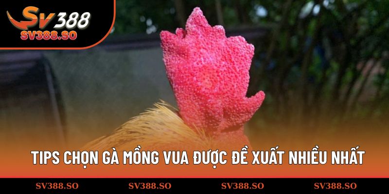 Tips chọn gà mào vua được đề xuất nhiều nhất