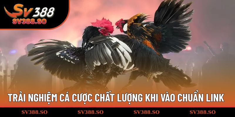 Trải nghiệm cá cược chất lượng khi vào chuẩn link