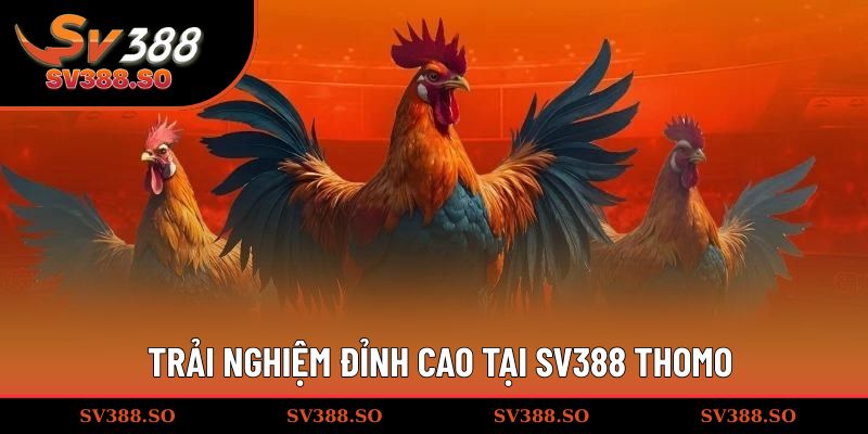 Trải nghiệm đỉnh cao tại SV388 Thomo